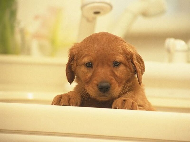 puppy in a sink