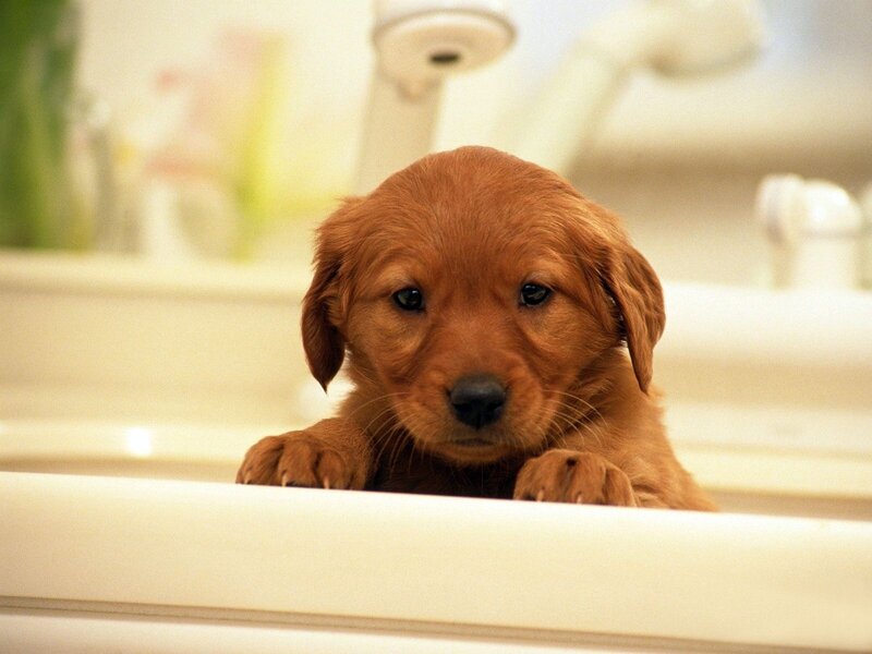 puppy in a sink