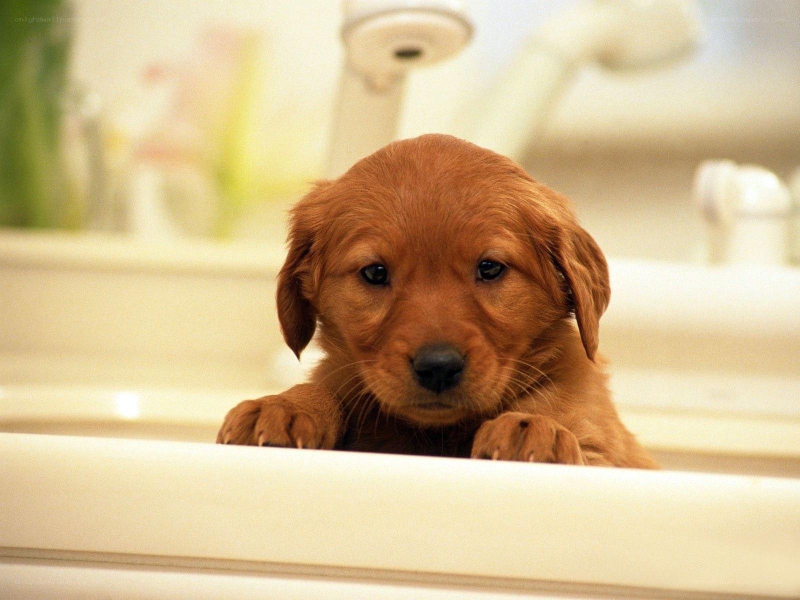 puppy in a sink