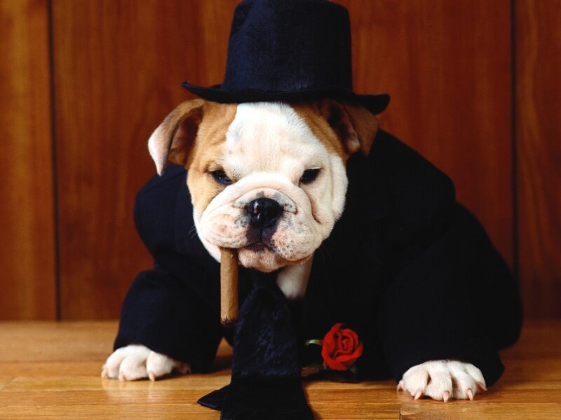 puppy in a suit
