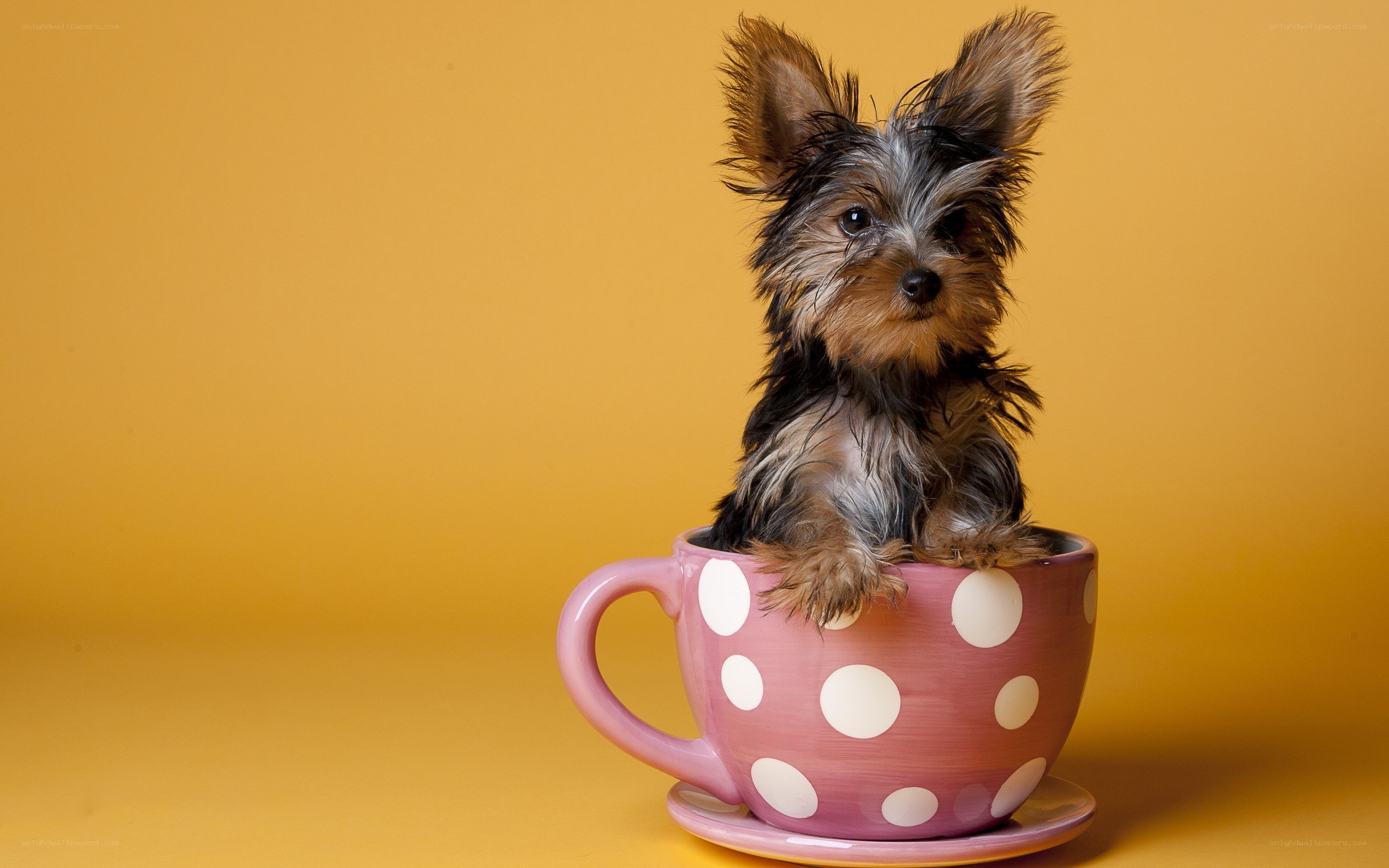puppy in a teacup