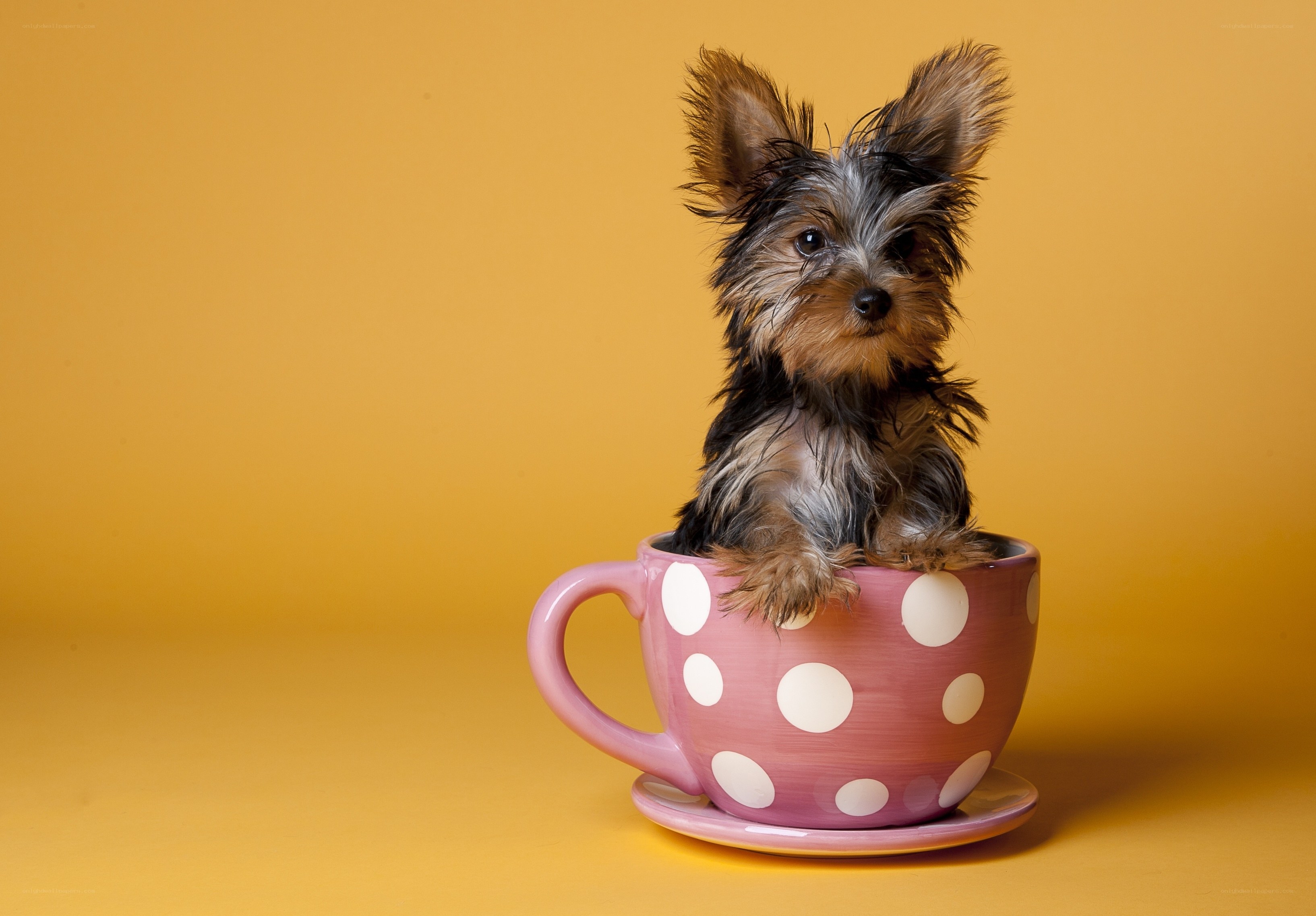 puppy in a teacup