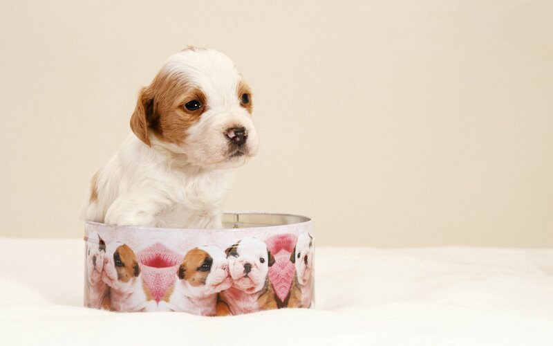 Puppy in a Tin