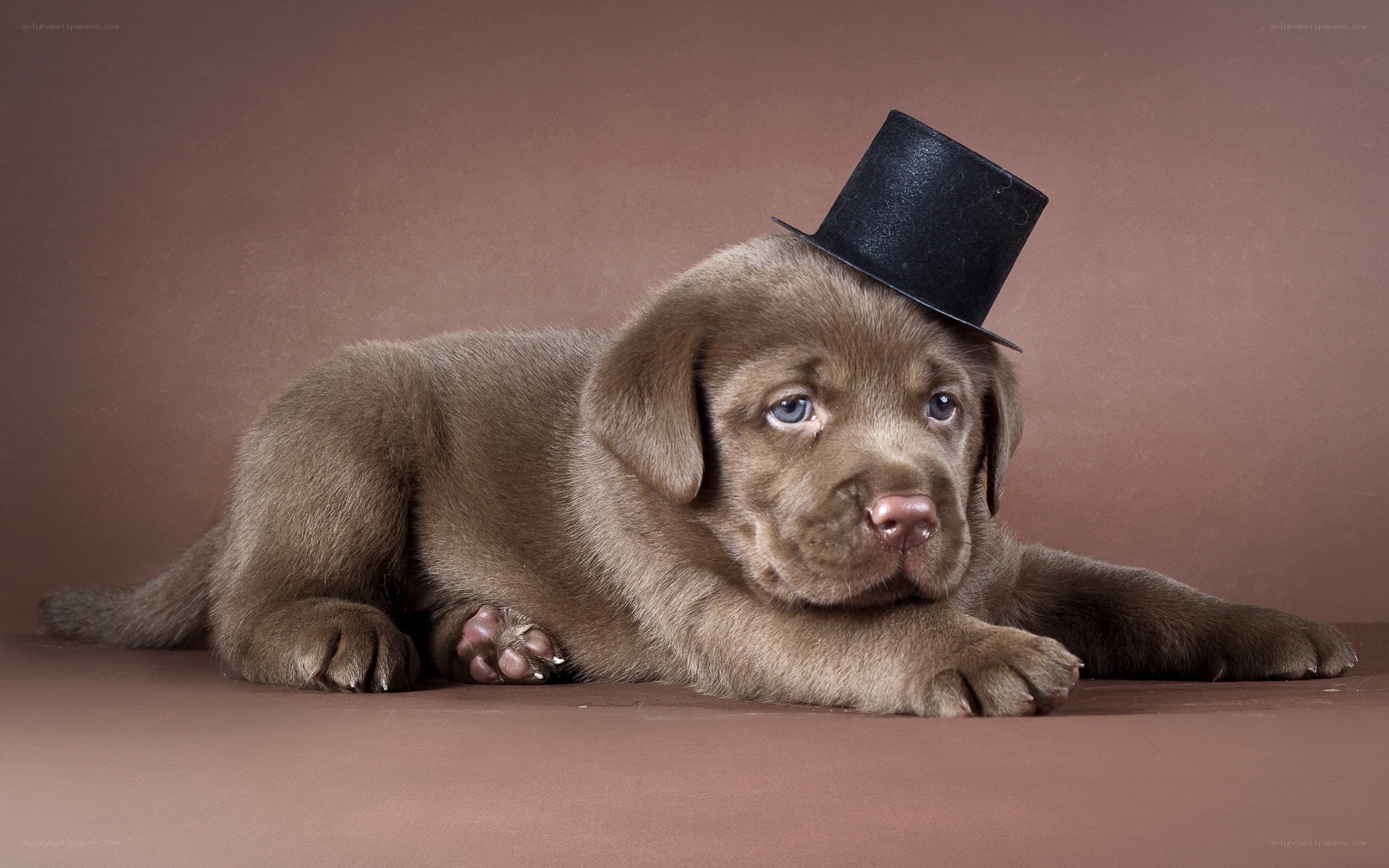 puppy in a top hat