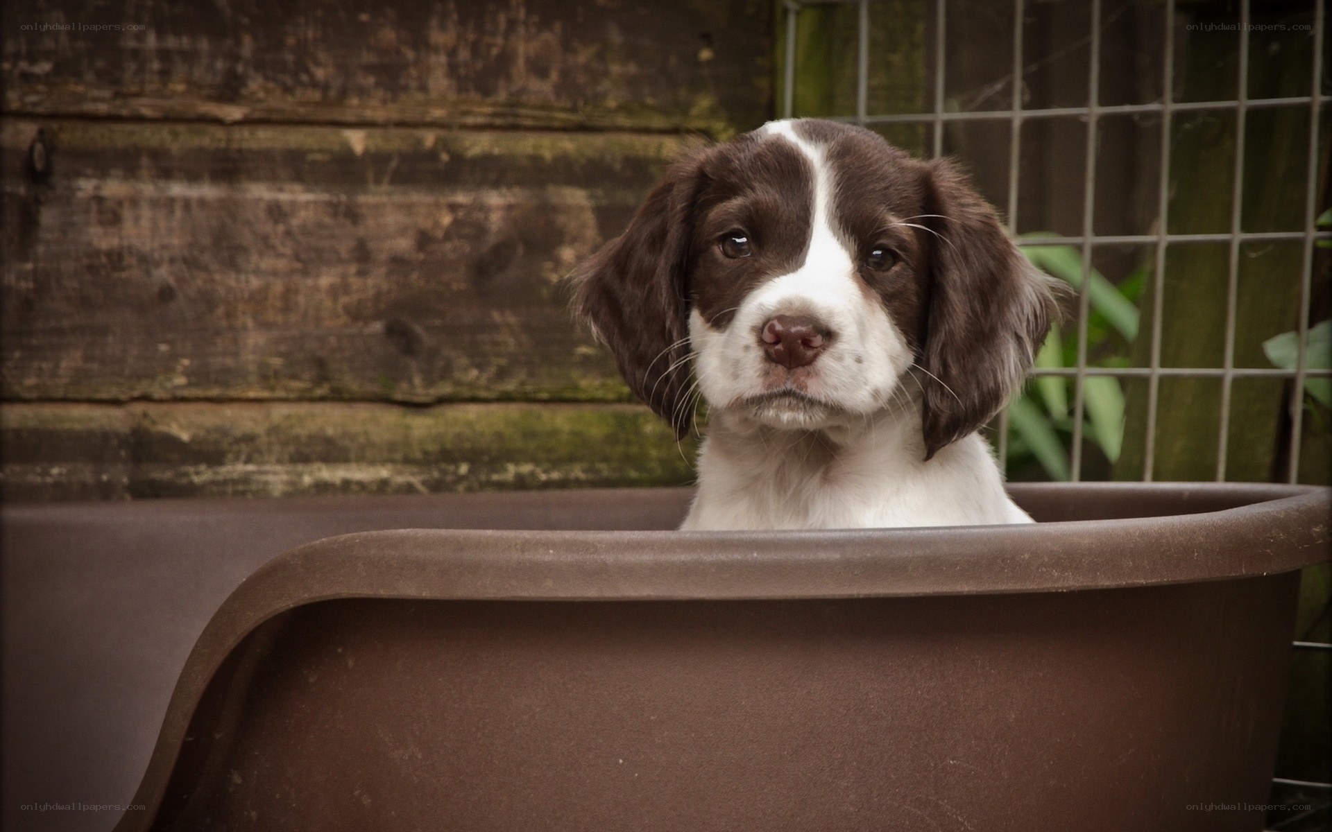puppy in a tub