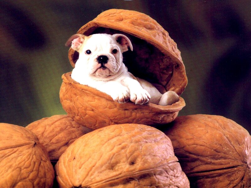 puppy in a walnut shell