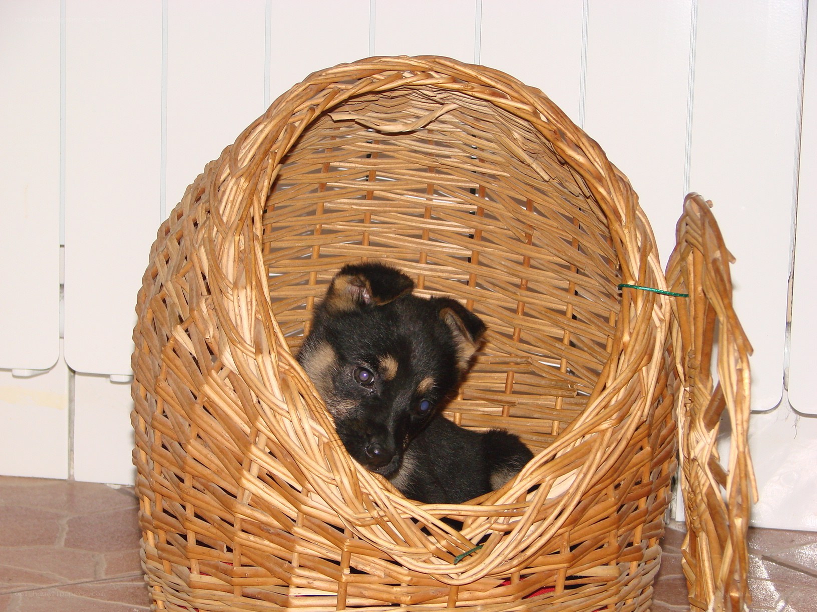 puppy in a wicker basket