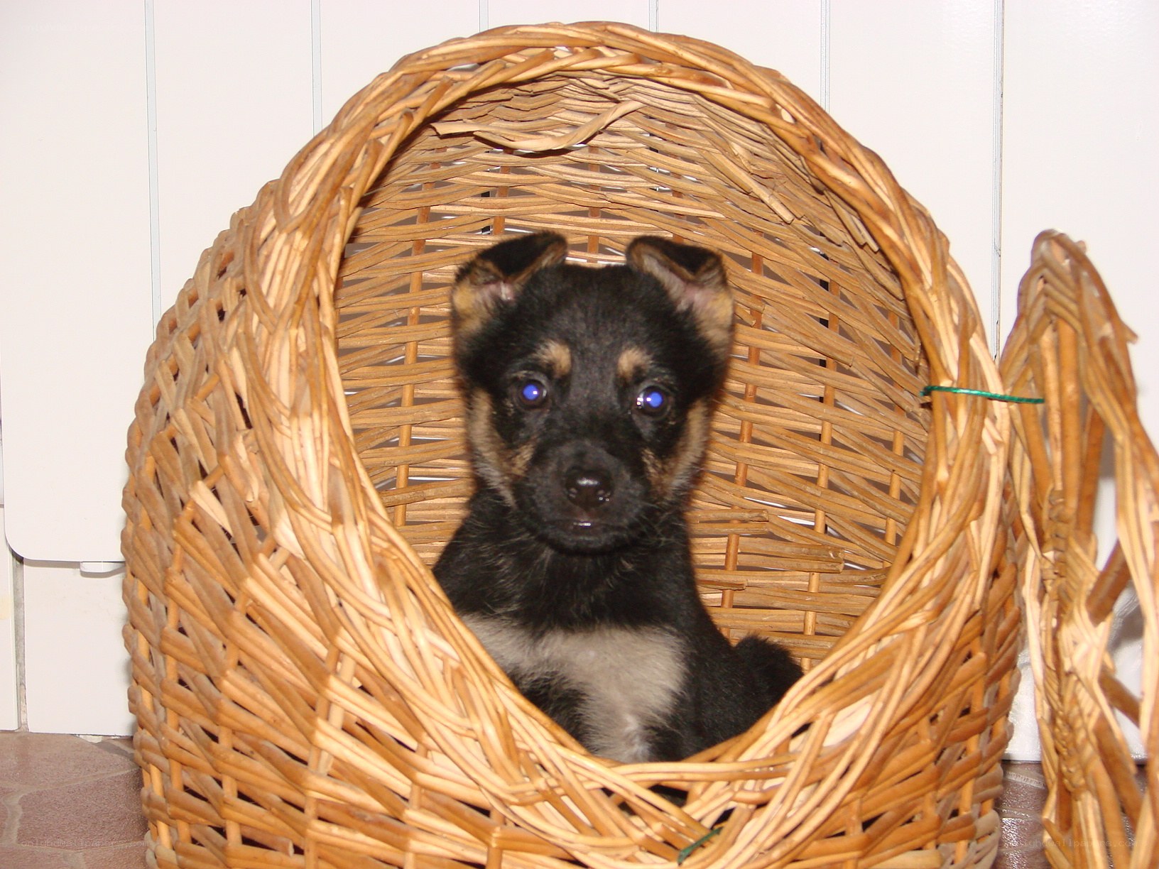 puppy in a wicker basket