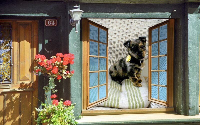 Puppy in a window