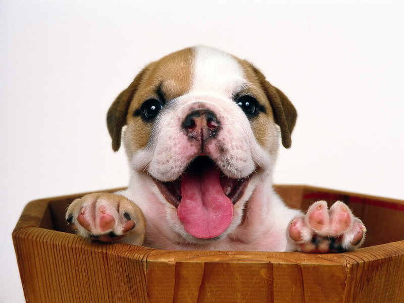 puppy in a wooden basket