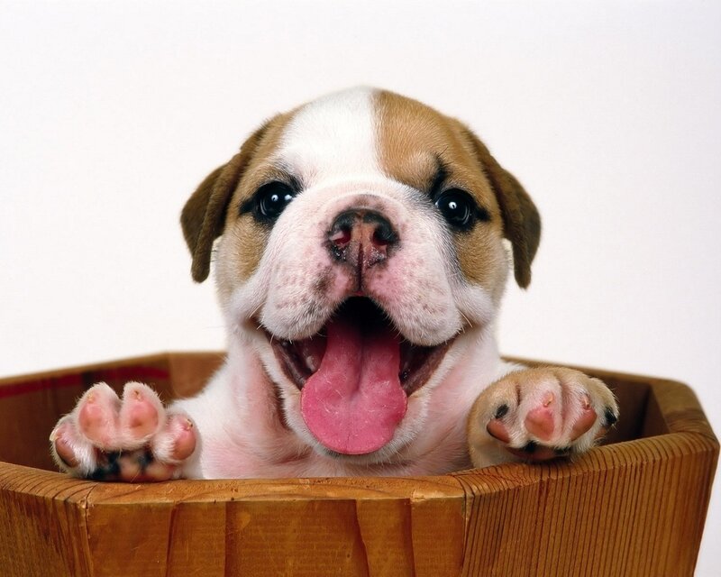 puppy in a wooden basket