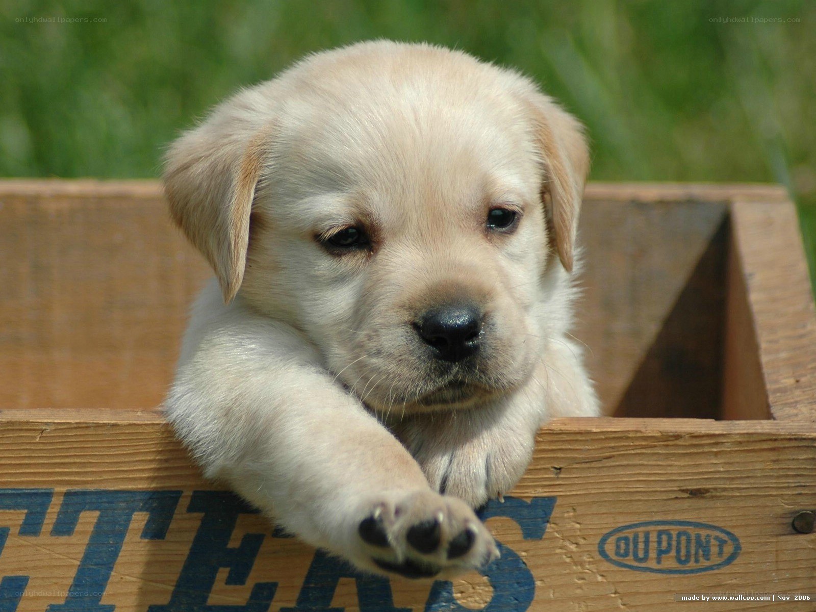 puppy in a wooden box