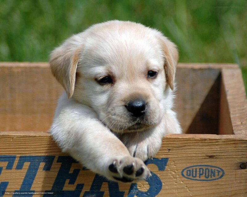 puppy in a wooden box