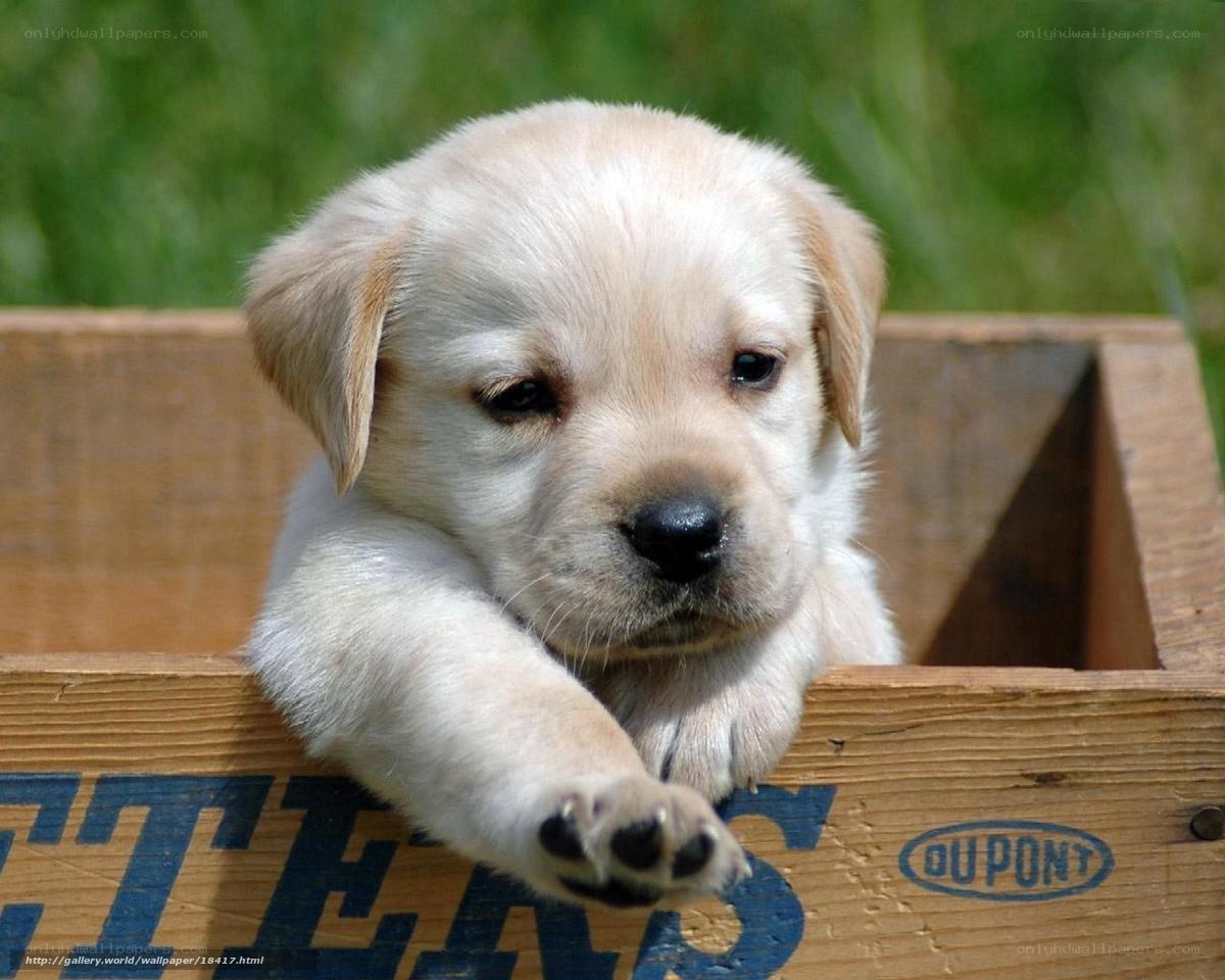 puppy in a wooden box