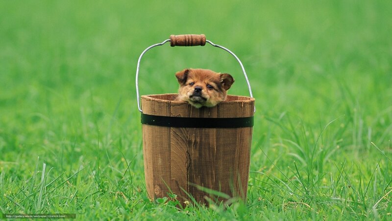 puppy in a wooden bucket