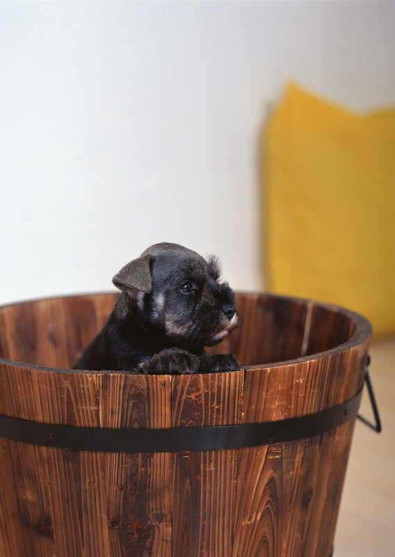 puppy in a wooden bucket