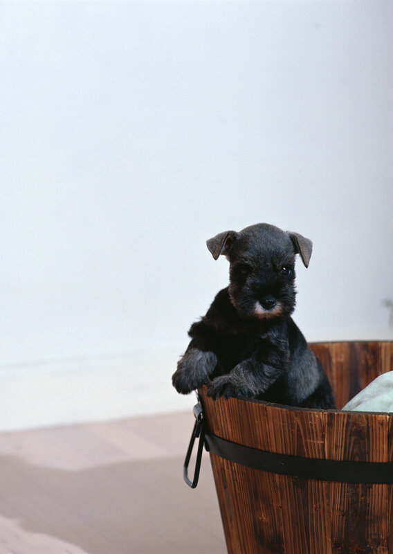puppy in a wooden bucket