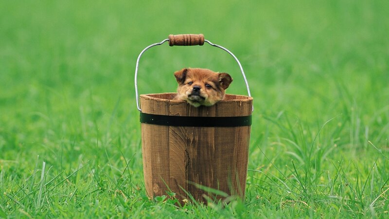 puppy in a wooden bucket