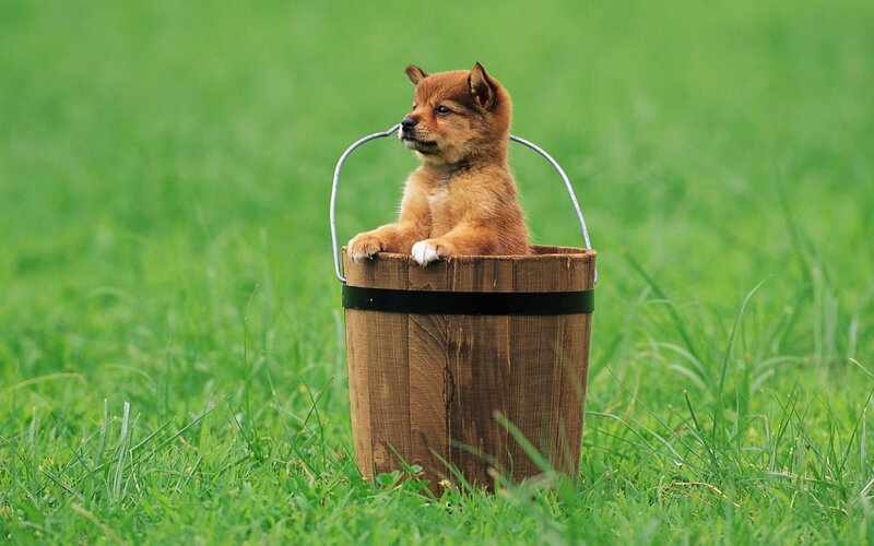 puppy in a wooden bucket