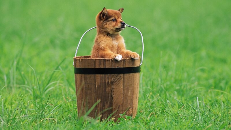 puppy in a wooden bucket