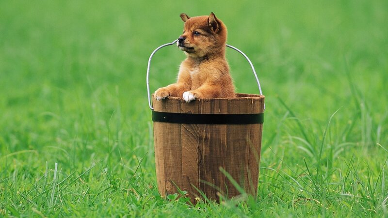 puppy in a wooden bucket
