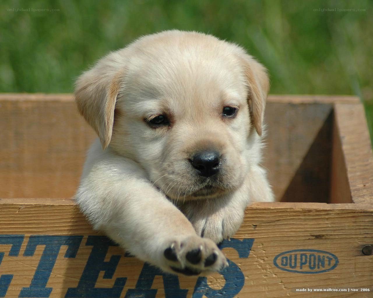 puppy in a wooden crate