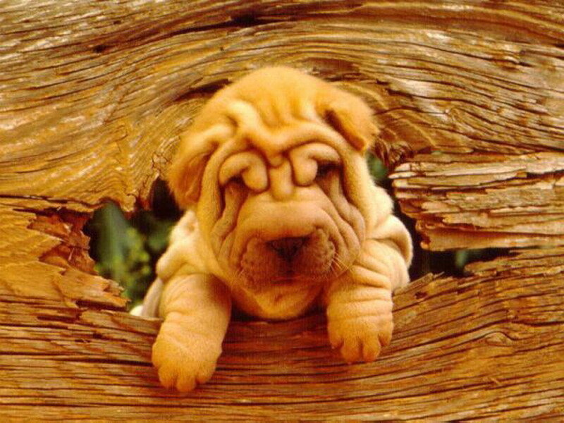 Puppy in a wooden hole