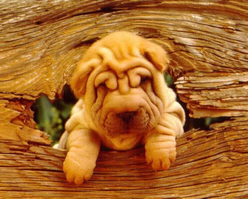 Puppy in a wooden hole