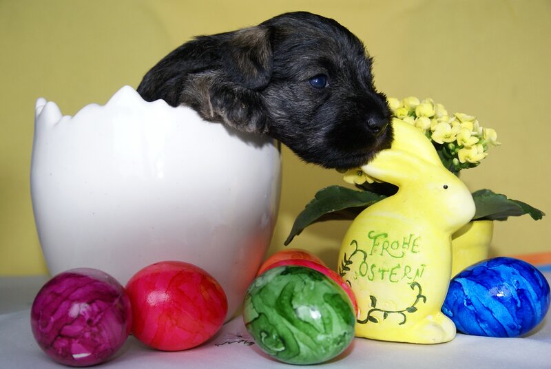 puppy in an egg with easter eggs