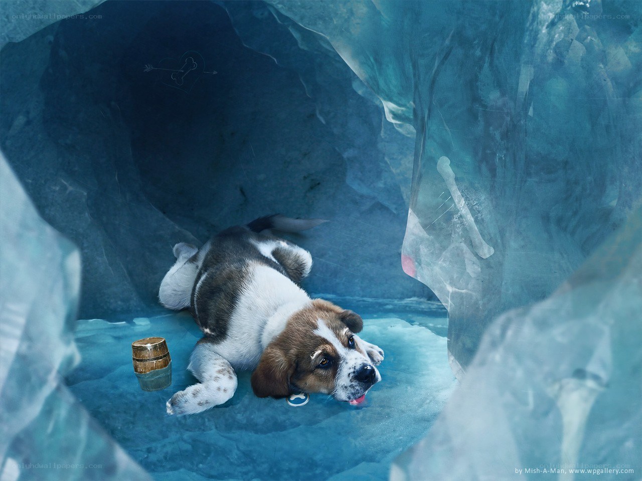 puppy in an ice cave