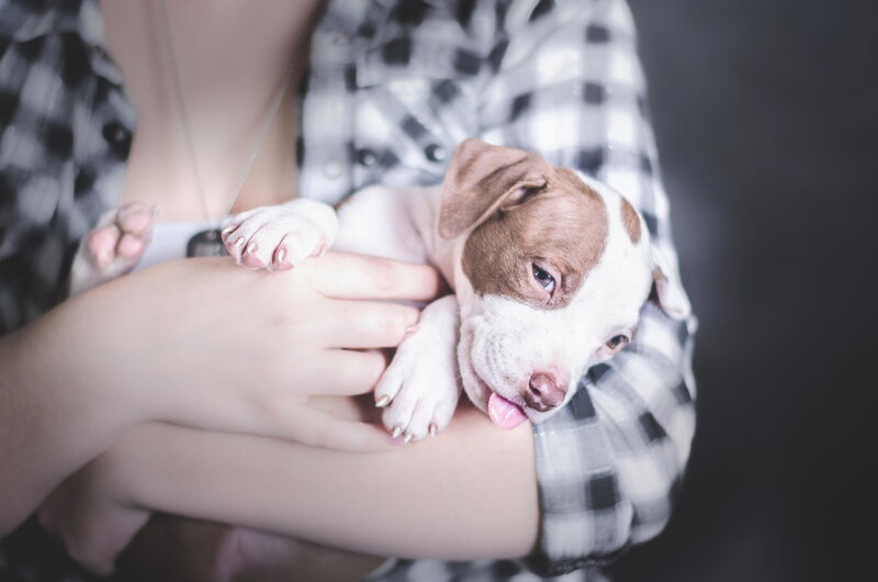 Puppy in Arms