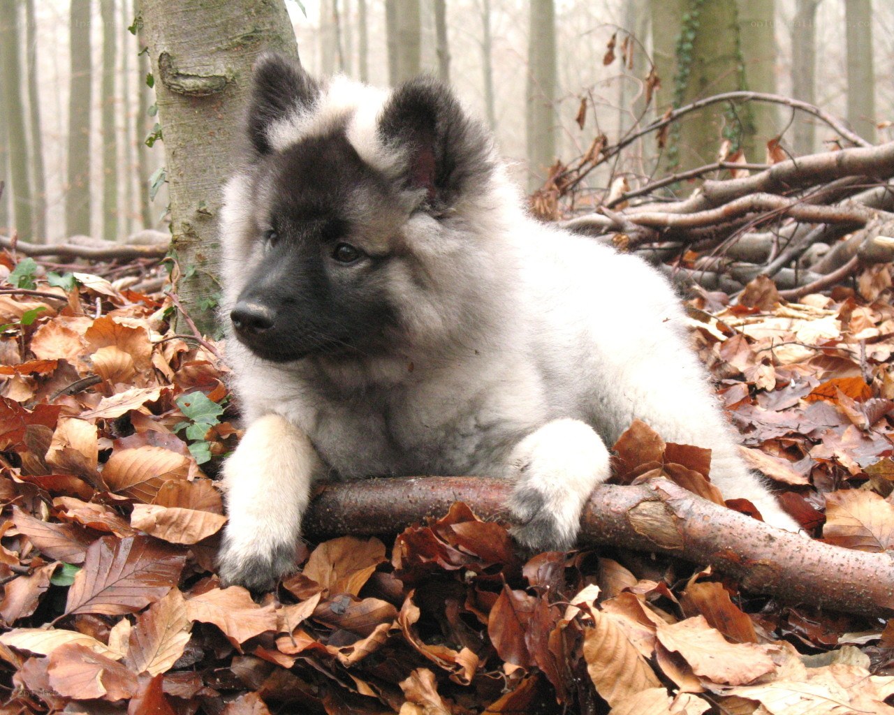 Puppy in autumn forest