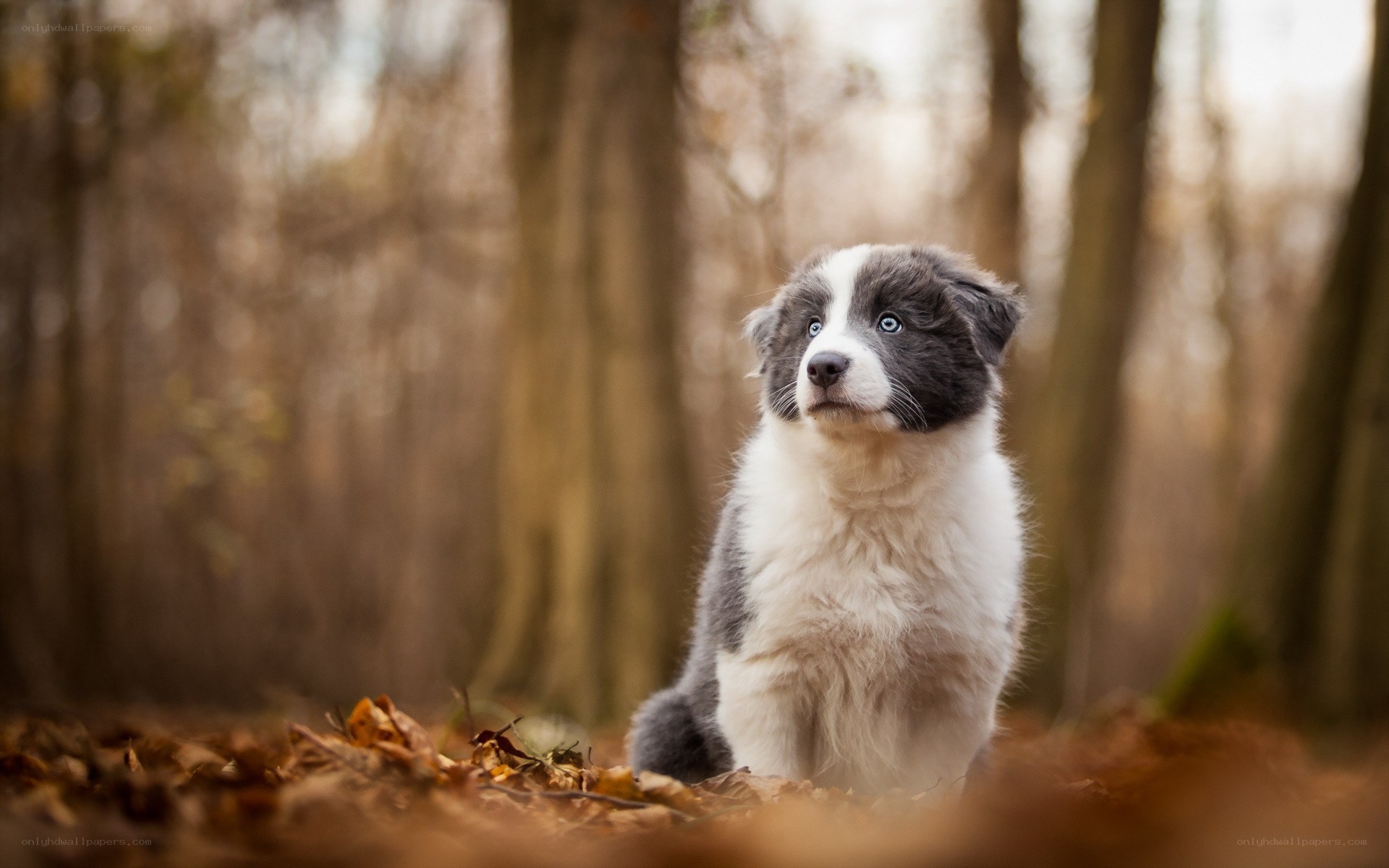 puppy in autumn forest