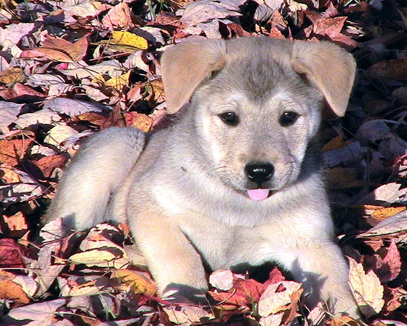puppy in autumn leaves