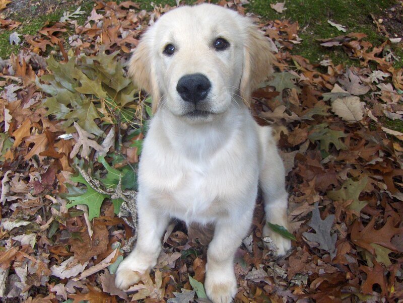 puppy in autumn leaves