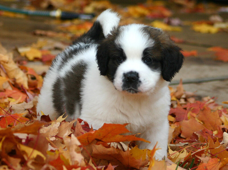 puppy in autumn leaves