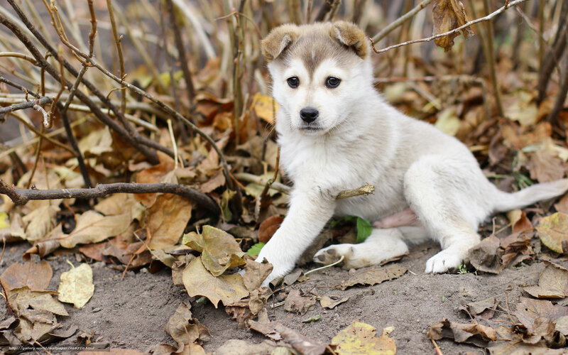 puppy in autumn leaves
