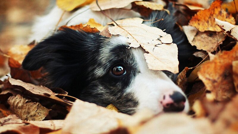 puppy in autumn leaves