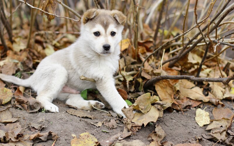 puppy in autumn leaves