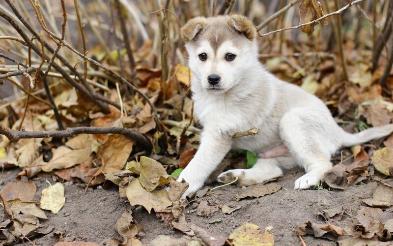 puppy in autumn leaves