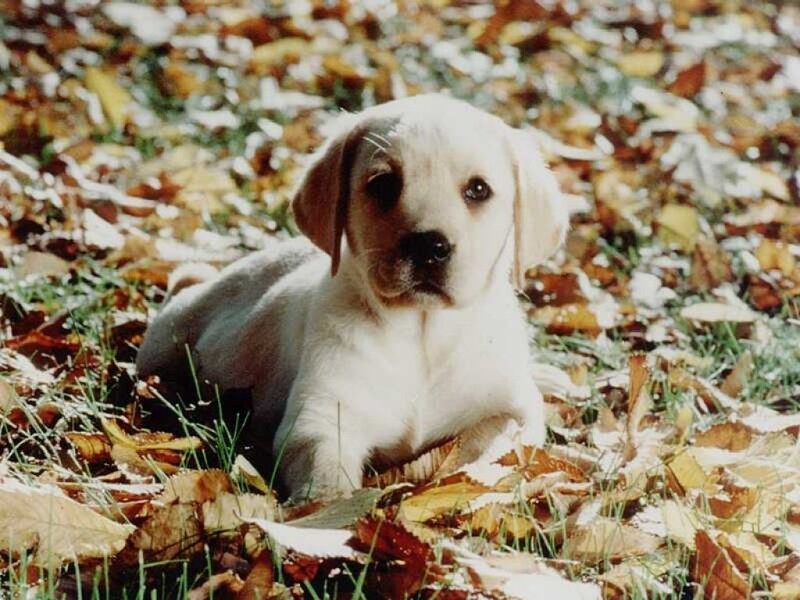 Puppy in autumn leaves