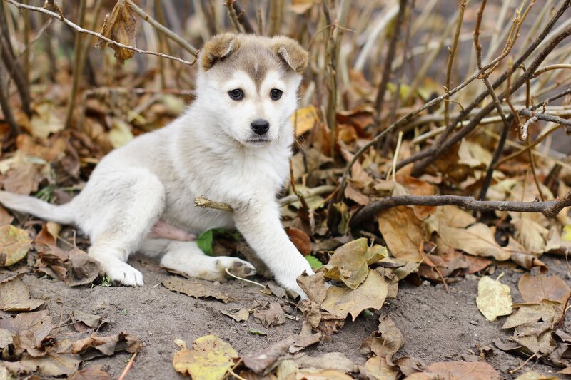 Puppy in Autumn Leaves — Brown, Calm, Photograph, Branches