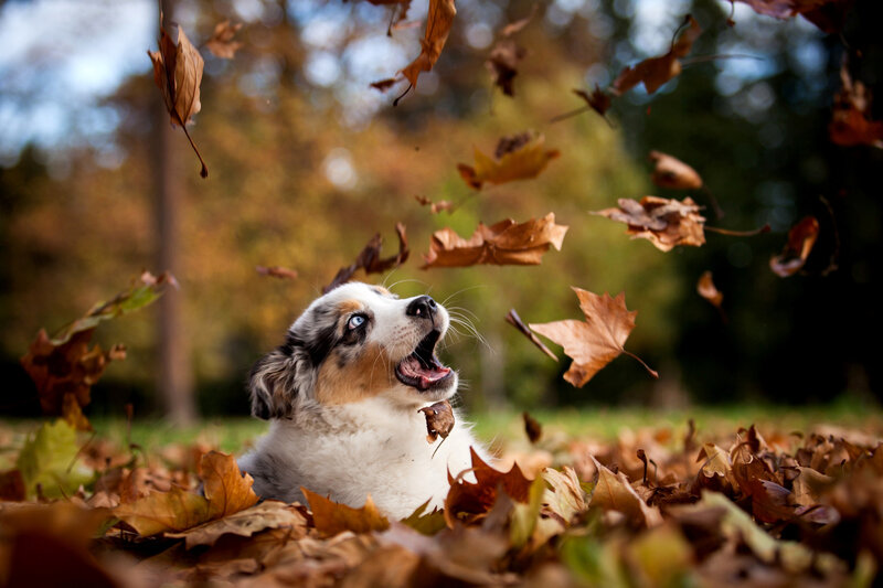 Puppy in Autumn Leaves — Brown, Playful