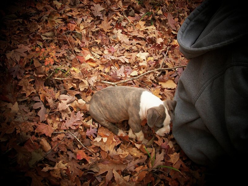 Puppy in Autumn Leaves — Brown