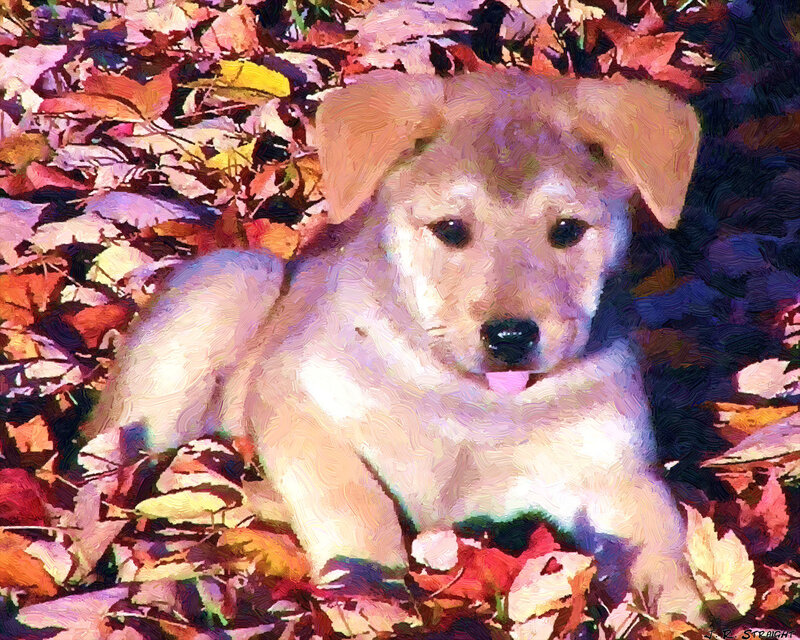 Puppy in Autumn Leaves — Orange