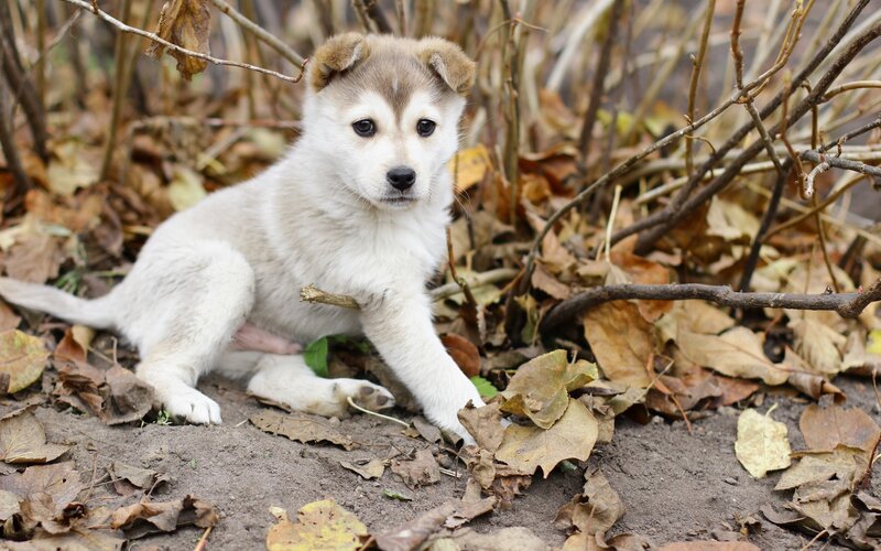 puppy in autumn leaves