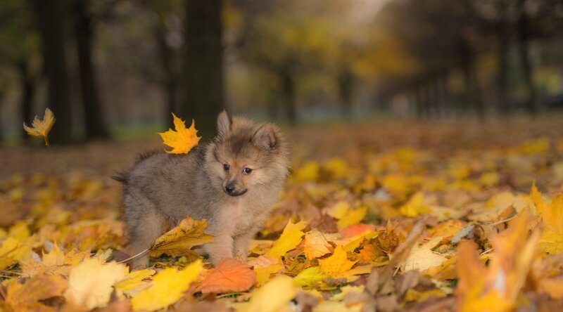 Puppy in Autumn Leaves — Yellow