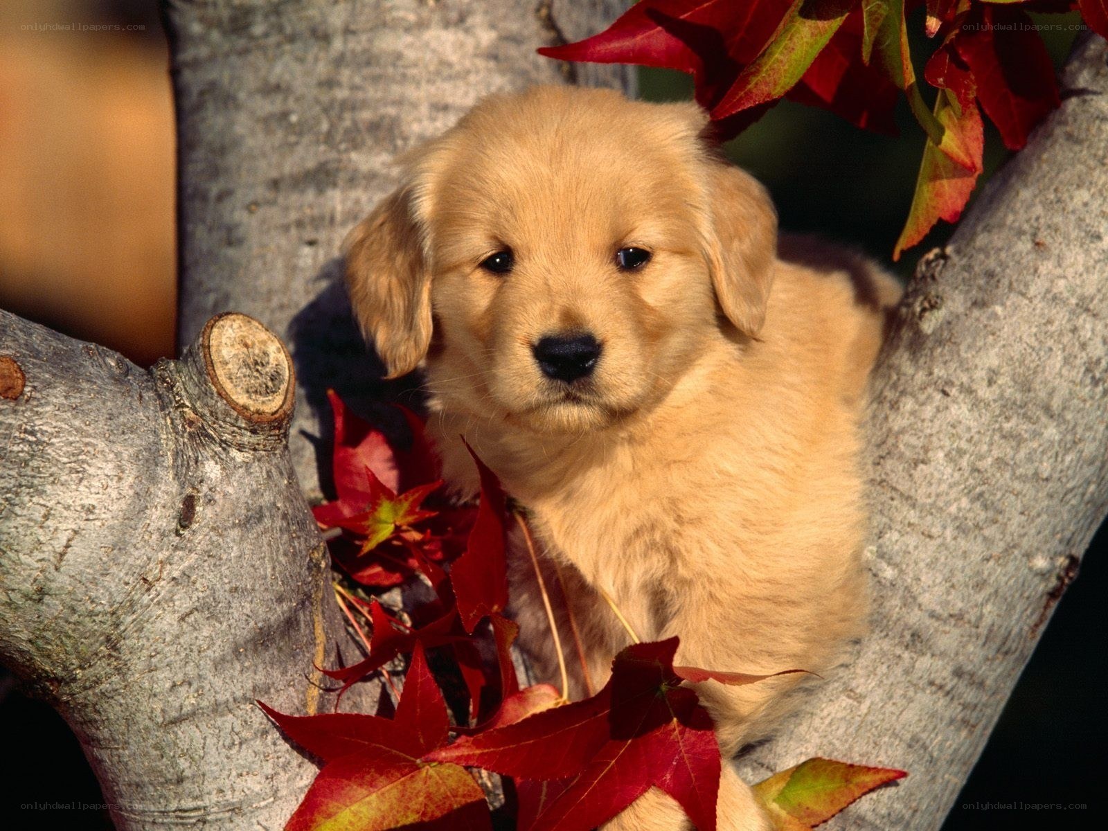puppy in autumn tree