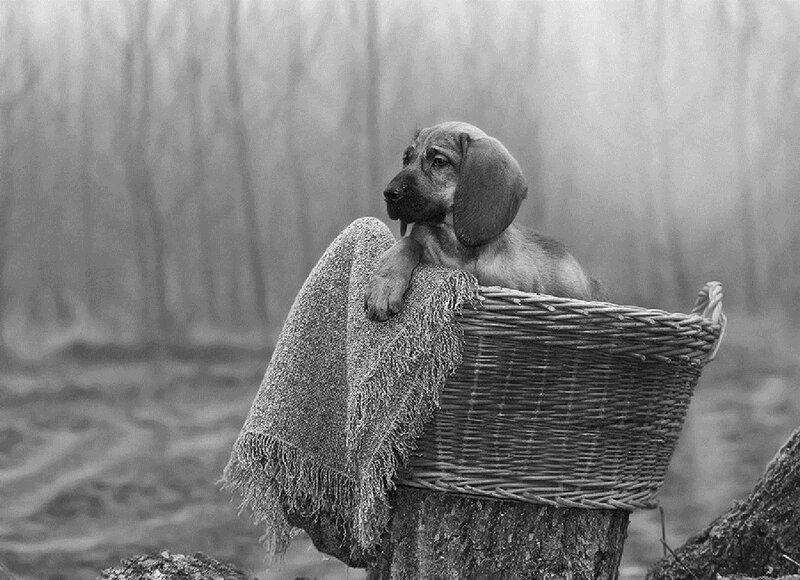 Puppy in Basket — Black