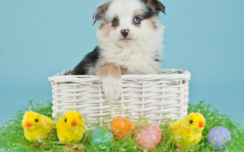 Puppy in Basket — Blue, Festive, Spring